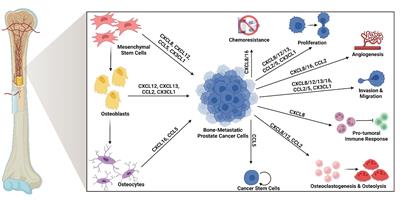 Osteoid cell-derived chemokines drive bone-metastatic prostate cancer